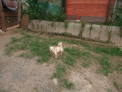 f:id:roukenhome-ann:20190709065142j:plain f:id:roukenhome-ann:20190709065142j:plain