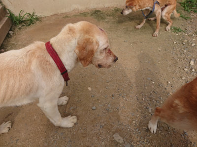 f:id:roukenhome-ann:20190709065153j:plain f:id:roukenhome-ann:20190709065153j:plain