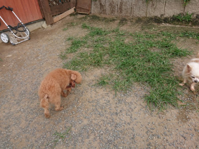 f:id:roukenhome-ann:20190709065159j:plain f:id:roukenhome-ann:20190709065159j:plain