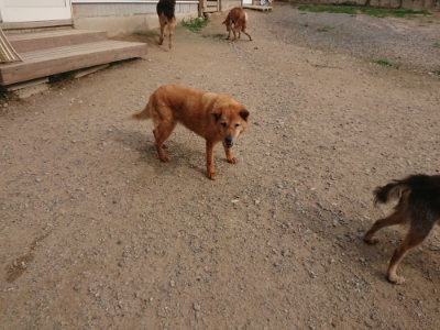 f:id:roukenhome-ann:20190709065205j:plain f:id:roukenhome-ann:20190709065205j:plain
