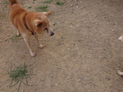 f:id:roukenhome-ann:20190709065209j:plain f:id:roukenhome-ann:20190709065209j:plain