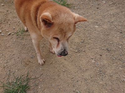 f:id:roukenhome-ann:20190709065224j:plain f:id:roukenhome-ann:20190709065224j:plain
