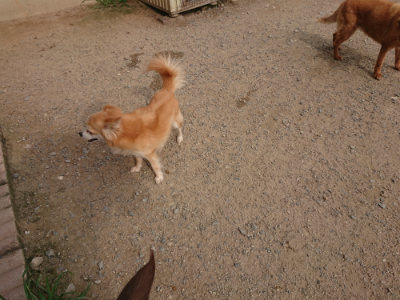 f:id:roukenhome-ann:20190709065229j:plain f:id:roukenhome-ann:20190709065229j:plain