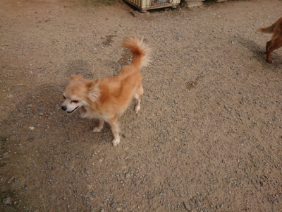 f:id:roukenhome-ann:20190709065234j:plain f:id:roukenhome-ann:20190709065234j:plain
