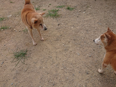 f:id:roukenhome-ann:20190709065239j:plain f:id:roukenhome-ann:20190709065239j:plain