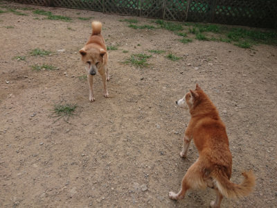 f:id:roukenhome-ann:20190709065248j:plain f:id:roukenhome-ann:20190709065248j:plain