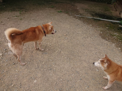 f:id:roukenhome-ann:20190709065252j:plain f:id:roukenhome-ann:20190709065252j:plain
