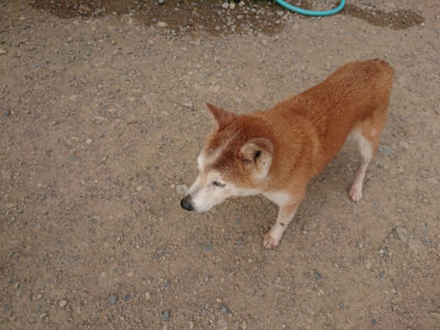 f:id:roukenhome-ann:20190709065307j:plain f:id:roukenhome-ann:20190709065307j:plain