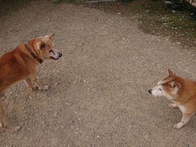 f:id:roukenhome-ann:20190709065323j:plain f:id:roukenhome-ann:20190709065323j:plain