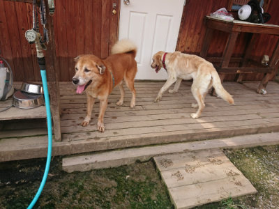 f:id:roukenhome-ann:20190709065338j:plain f:id:roukenhome-ann:20190709065338j:plain