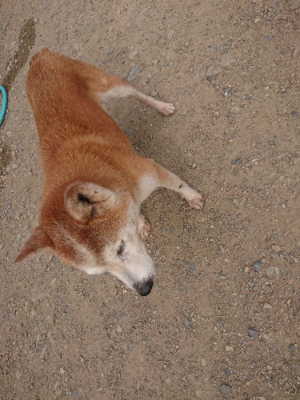 f:id:roukenhome-ann:20190709065342j:plain f:id:roukenhome-ann:20190709065342j:plain