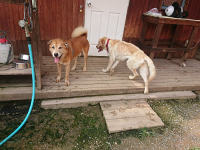 f:id:roukenhome-ann:20190709065352j:plain f:id:roukenhome-ann:20190709065352j:plain