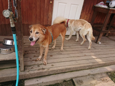 f:id:roukenhome-ann:20190709065356j:plain f:id:roukenhome-ann:20190709065356j:plain