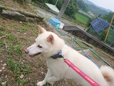 f:id:roukenhome-ann:20190709065410j:plain f:id:roukenhome-ann:20190709065410j:plain