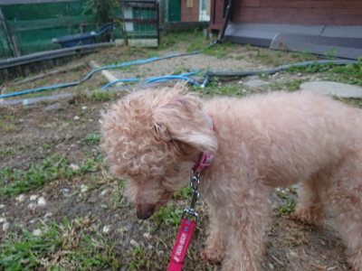 f:id:roukenhome-ann:20190709065415j:plain f:id:roukenhome-ann:20190709065415j:plain