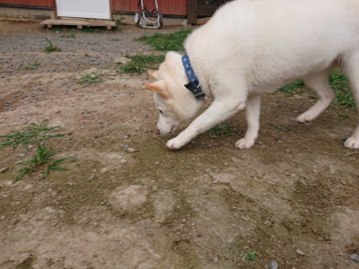 f:id:roukenhome-ann:20190709065503j:plain f:id:roukenhome-ann:20190709065503j:plain