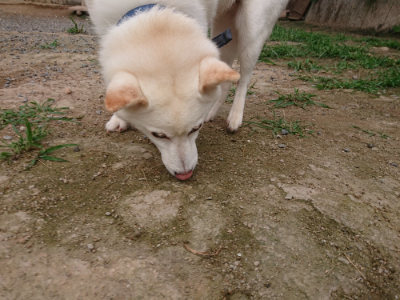 f:id:roukenhome-ann:20190709065508j:plain f:id:roukenhome-ann:20190709065508j:plain