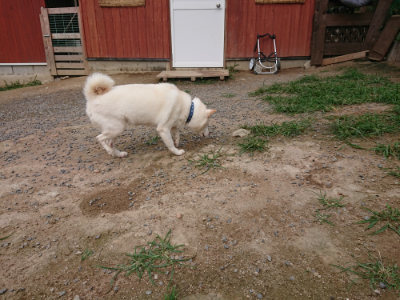 f:id:roukenhome-ann:20190709065512j:plain f:id:roukenhome-ann:20190709065512j:plain