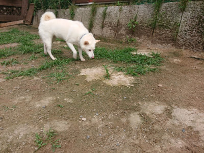 f:id:roukenhome-ann:20190709065516j:plain f:id:roukenhome-ann:20190709065516j:plain
