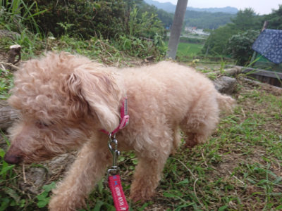 f:id:roukenhome-ann:20190709065531j:plain f:id:roukenhome-ann:20190709065531j:plain