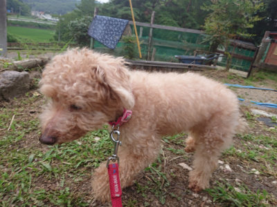 f:id:roukenhome-ann:20190709065545j:plain f:id:roukenhome-ann:20190709065545j:plain