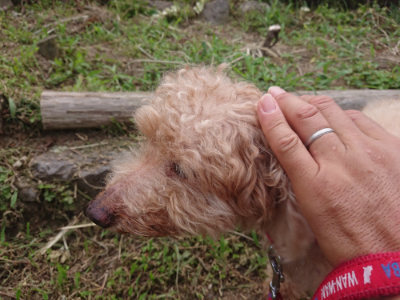 f:id:roukenhome-ann:20190709065549j:plain f:id:roukenhome-ann:20190709065549j:plain