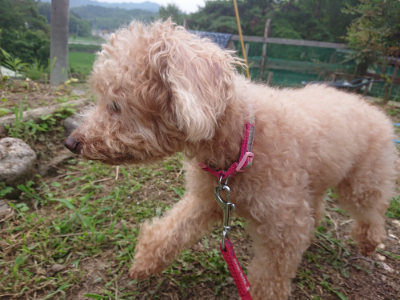 f:id:roukenhome-ann:20190709065609j:plain f:id:roukenhome-ann:20190709065609j:plain