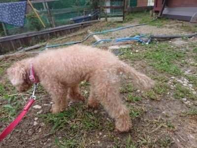 f:id:roukenhome-ann:20190709065618j:plain f:id:roukenhome-ann:20190709065618j:plain