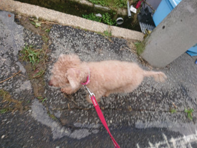 f:id:roukenhome-ann:20190709065632j:plain f:id:roukenhome-ann:20190709065632j:plain