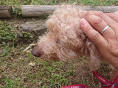 f:id:roukenhome-ann:20190709065645j:plain f:id:roukenhome-ann:20190709065645j:plain
