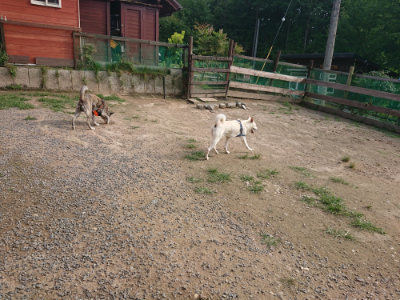 f:id:roukenhome-ann:20190709065655j:plain f:id:roukenhome-ann:20190709065655j:plain