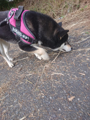 f:id:roukenhome-ann:20190709065704j:plain f:id:roukenhome-ann:20190709065704j:plain