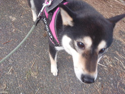 f:id:roukenhome-ann:20190709065714j:plain f:id:roukenhome-ann:20190709065714j:plain