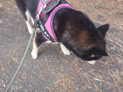 f:id:roukenhome-ann:20190709065718j:plain f:id:roukenhome-ann:20190709065718j:plain