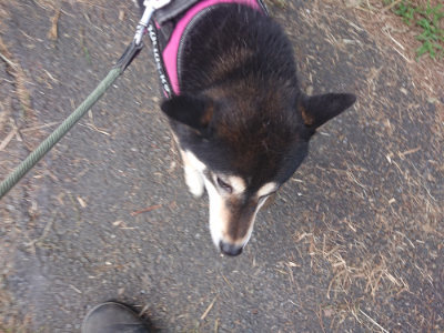 f:id:roukenhome-ann:20190709065732j:plain f:id:roukenhome-ann:20190709065732j:plain