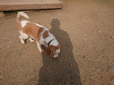 f:id:roukenhome-ann:20190709065736j:plain f:id:roukenhome-ann:20190709065736j:plain