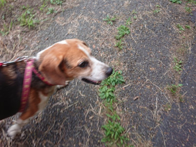 f:id:roukenhome-ann:20190709065742j:plain f:id:roukenhome-ann:20190709065742j:plain