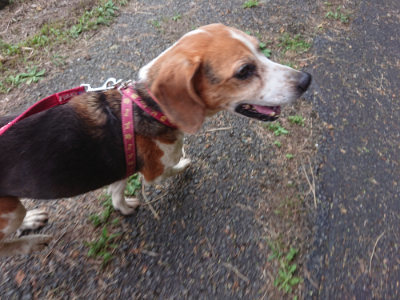 f:id:roukenhome-ann:20190709065746j:plain f:id:roukenhome-ann:20190709065746j:plain