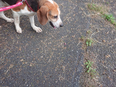 f:id:roukenhome-ann:20190709065756j:plain f:id:roukenhome-ann:20190709065756j:plain