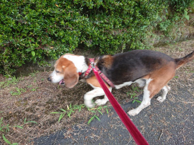 f:id:roukenhome-ann:20190709065800j:plain f:id:roukenhome-ann:20190709065800j:plain