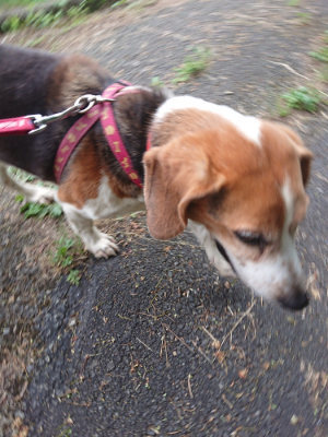 f:id:roukenhome-ann:20190709065824j:plain f:id:roukenhome-ann:20190709065824j:plain