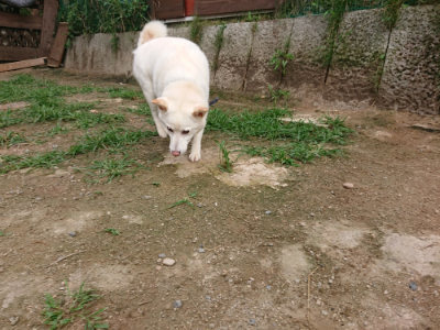 f:id:roukenhome-ann:20190709065837j:plain f:id:roukenhome-ann:20190709065837j:plain