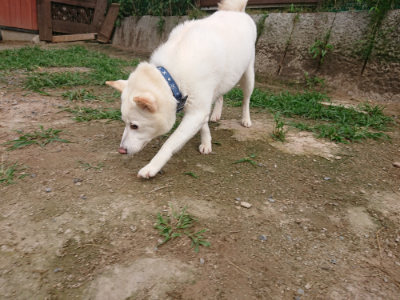 f:id:roukenhome-ann:20190709065841j:plain f:id:roukenhome-ann:20190709065841j:plain