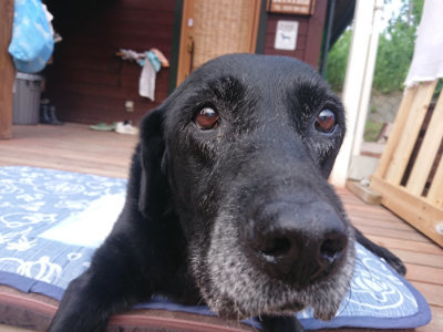 f:id:roukenhome-ann:20190709191003j:plain