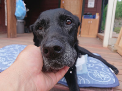 f:id:roukenhome-ann:20190709191027j:plain f:id:roukenhome-ann:20190709191027j:plain