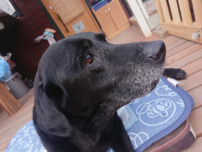 f:id:roukenhome-ann:20190709191030j:plain f:id:roukenhome-ann:20190709191030j:plain
