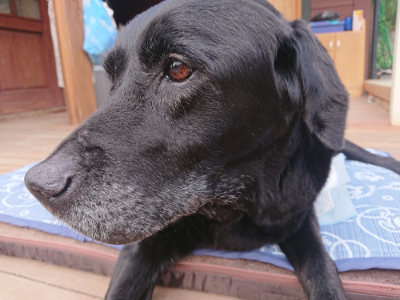 f:id:roukenhome-ann:20190709191057j:plain f:id:roukenhome-ann:20190709191057j:plain