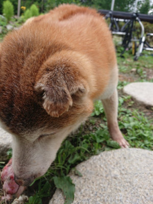 f:id:roukenhome-ann:20190710084038j:plain