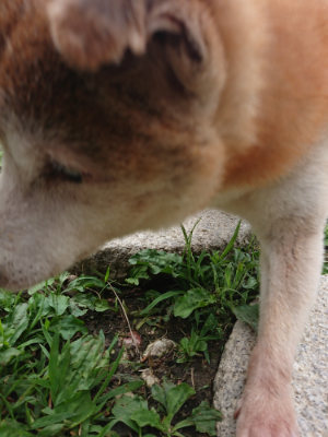 f:id:roukenhome-ann:20190710084043j:plain