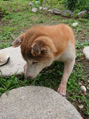 f:id:roukenhome-ann:20190710084123j:plain